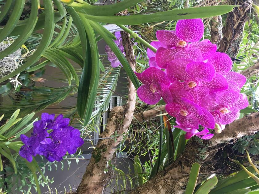 Naples Botanical Garden A Spot For Orchid Lovers Columnists Kpcnews Com