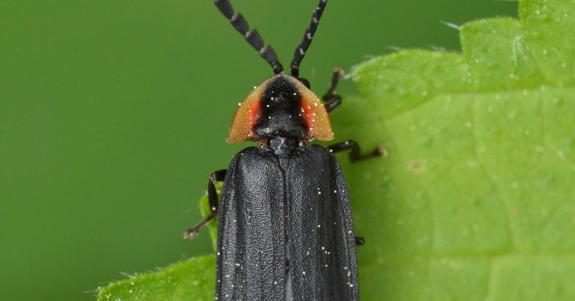 Farms & Gardens: The miracle of fireflies | Features | kpcnews.com