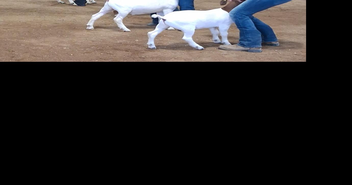 LaGrange-Showmanship-Goats