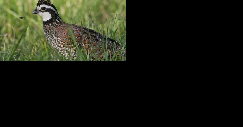 Applications being accepted to improve wildlife and pollinator habitat - Vimarsana News