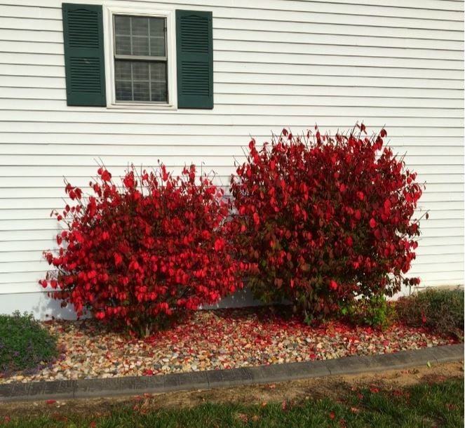 Image of Burning bush trimmed to create natural-looking shape in summer