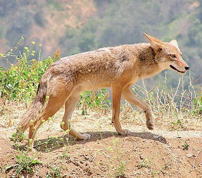 Coyote: God's dog or trickster? | Kpcnews | kpcnews.com