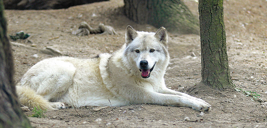 5a3012281d1c0.image.jpg?crop=