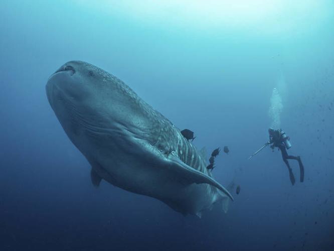 Cracking the mysteries of the elusive, majestic whale shark, Junk