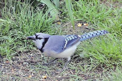 9 things to know about blue jays, P.E.I.'s provincial bird