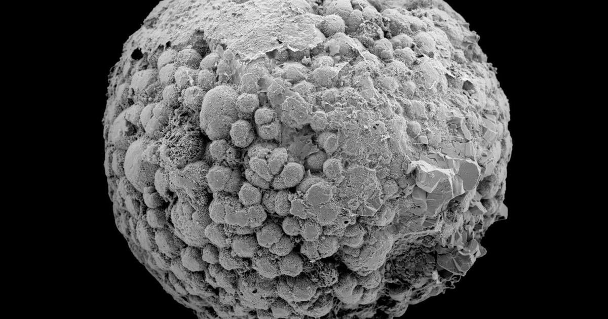 Photo: kpcnews.com Animals may have evolved 200 million years earlier than fossil evidence suggests
