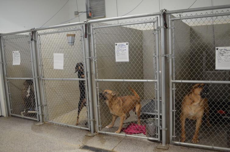 Animal shelter awash in homeless pets | News Sun 