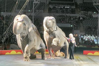 Favored venue to welcome circus | News | kpcnews.com
