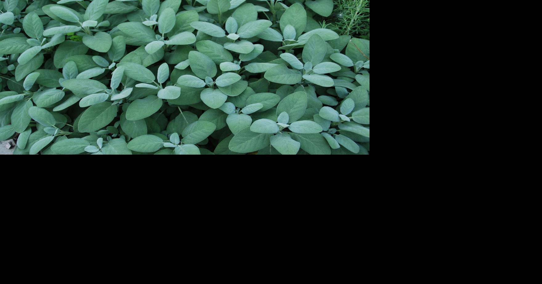 Enjoy the flavor of homegrown herbs year round
