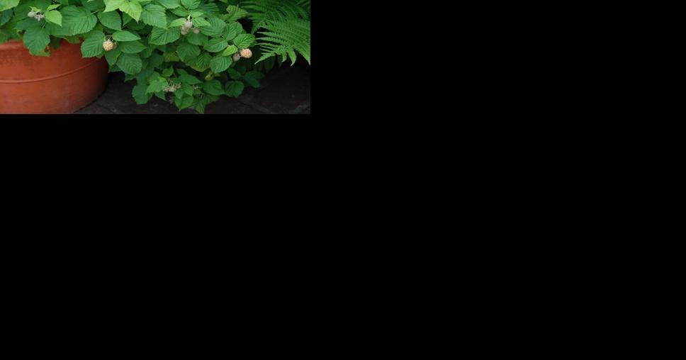 Have fun growing fruit outside your door in containers - Vimarsana News