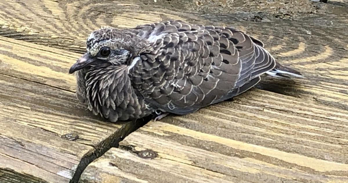 A Little Dove Love Outdoors Kpcnews Com A Little Dove Love Outdoors Kpcnews Com