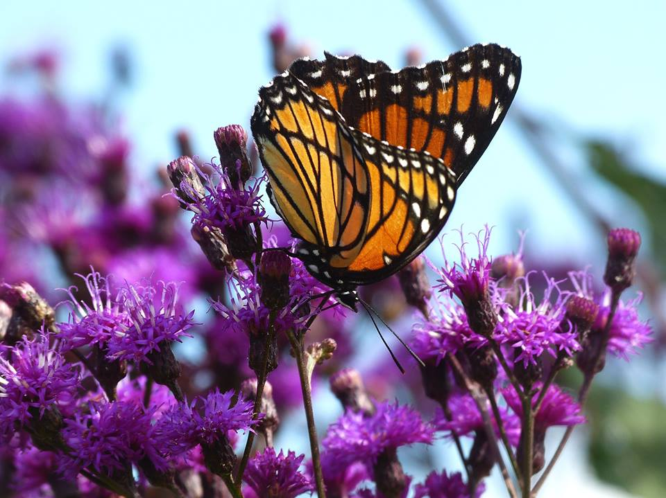Monarch Festival To Tell Butterfly S Story Copy Happenings Kpcnews Com
