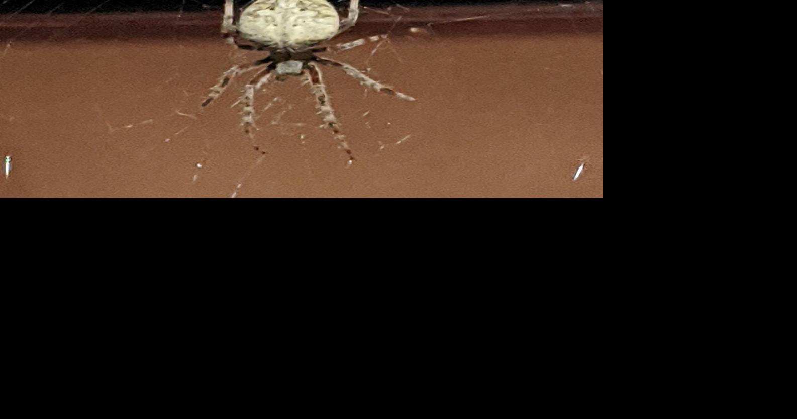 Orb weaver spiders are harmless to humans Outdoors