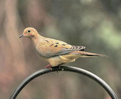 The Fidelity Of A Mourning Dove Kpcnews Kpcnews Com