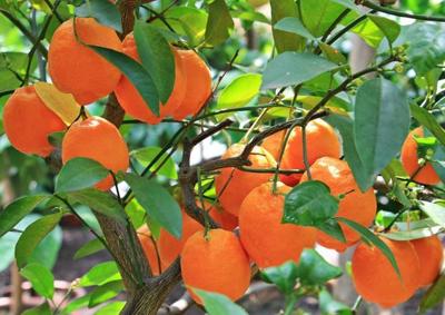 Select Fruit Trees For Your Hardiness Zone Features Kpcnews Com