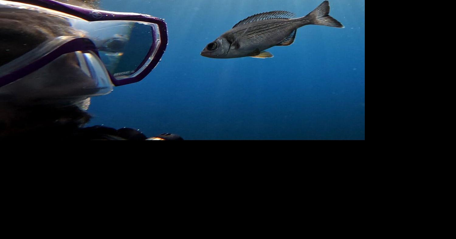 Study finds wild fish have ability to recognize individual human divers | National