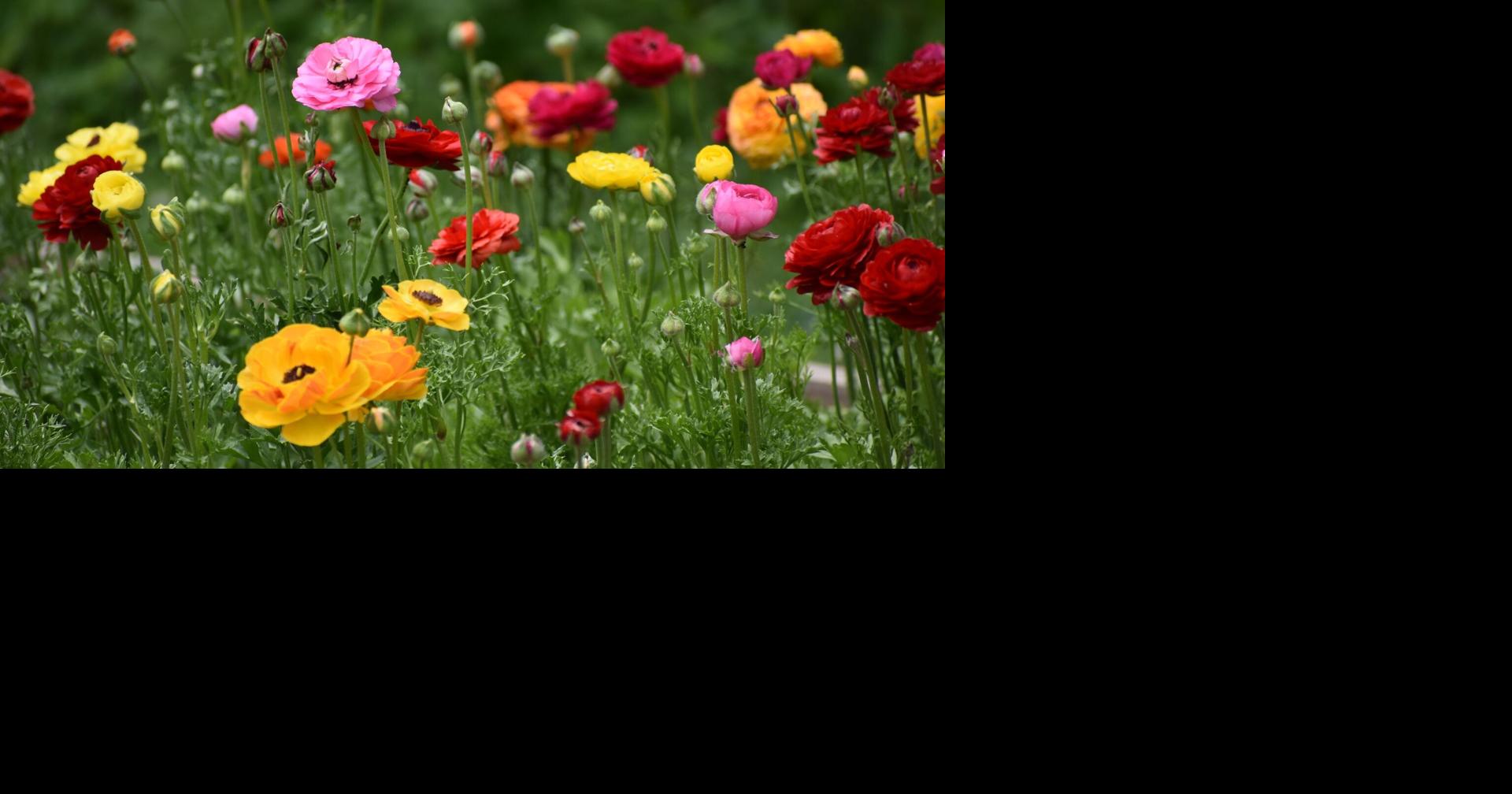 Fill your garden with deer- and rabbit-resistant spring bulbs