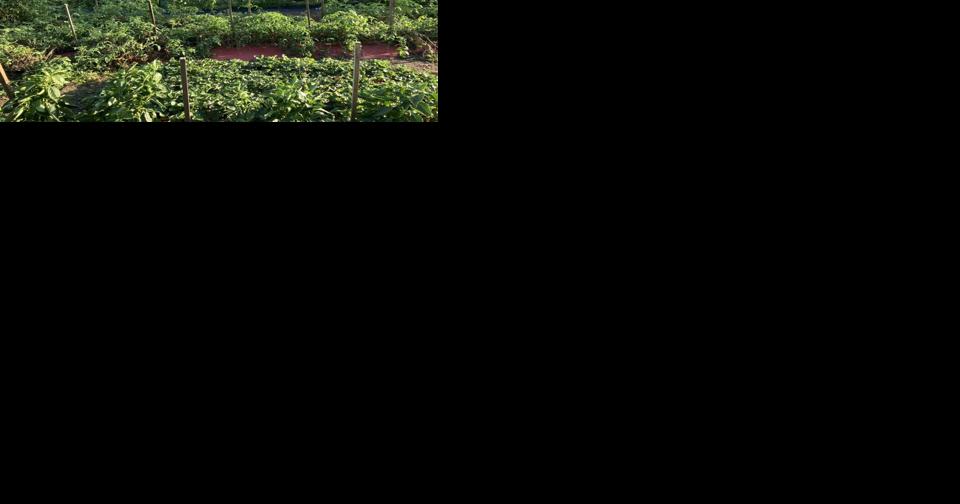 Community garden harvests success in 2023 - Vimarsana News