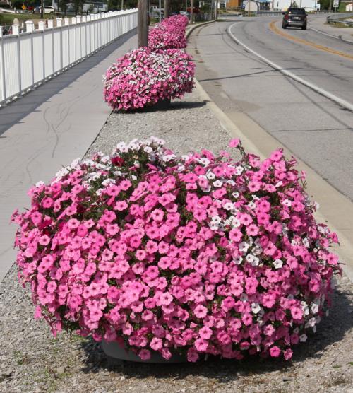 Hamilton downtown flowers