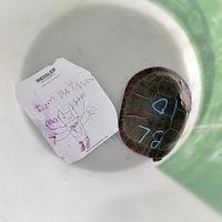 Yes — it’s Batman Turtle | Local | kpcnews.com