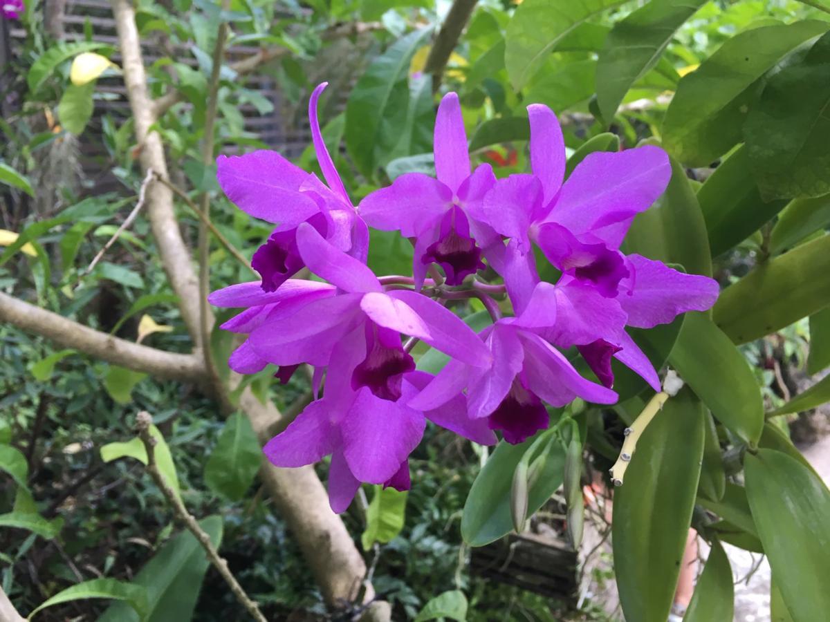 Naples Botanical Garden A Spot For Orchid Lovers Columnists Kpcnews Com