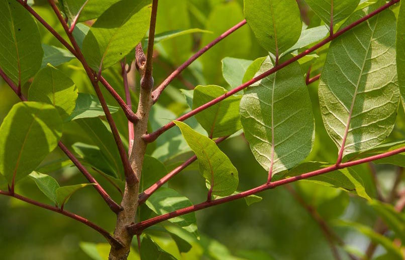 Poison sumac in area Outdoors