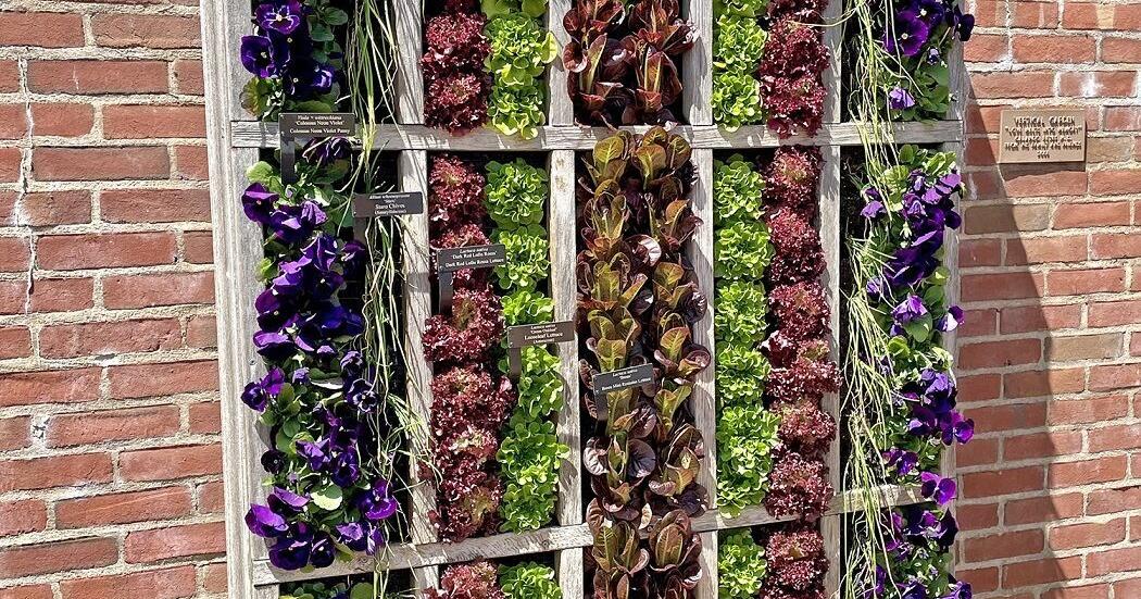 Add a few ornamental edible plants to your garden - Vimarsana News