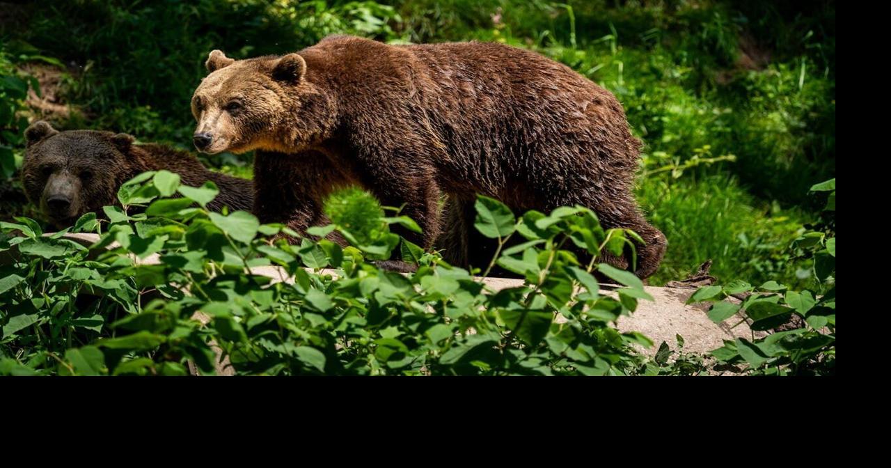 Study finds brown bears have become less aggressive around humans