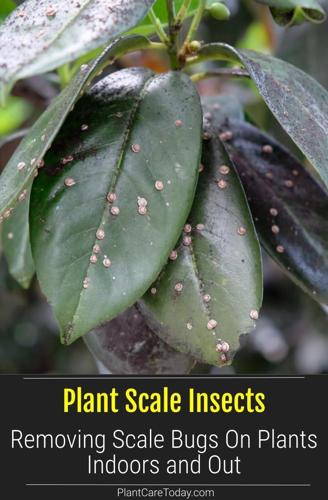 plant scale infestation