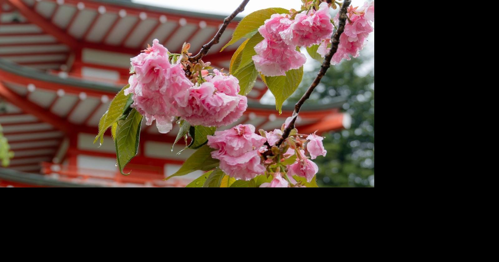 Overtourism Forces the Cancellation of a Popular Japanese Cherry Blossom Festival