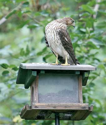 Feeder Birds Bring Enjoyment Kpcnews Kpcnews Com
