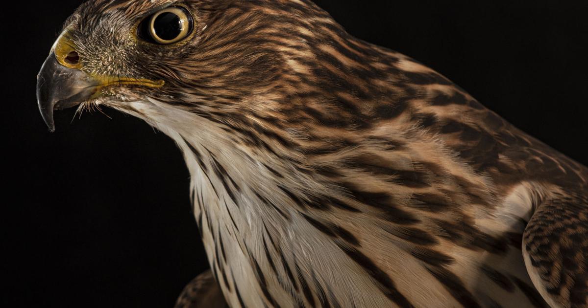 Photographing raptors turns into a labor of love | Features | kpcnews.com