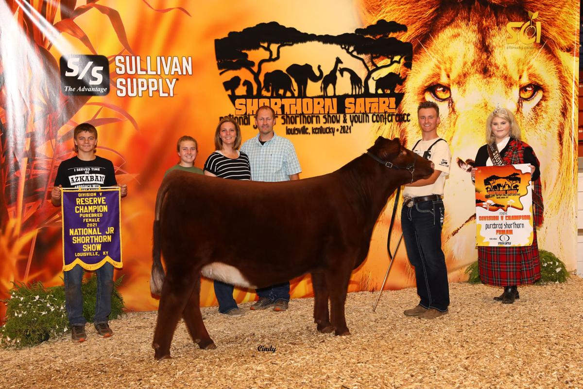 Champion Jr Shorthorn Heifer 2022 Kentucky State Fair
