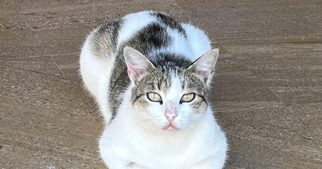 Here’s why cats make the ideal companions | Columnists