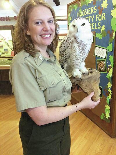 Pokagon Program To Cover Snowy Owl Migration News Kpcnews Com