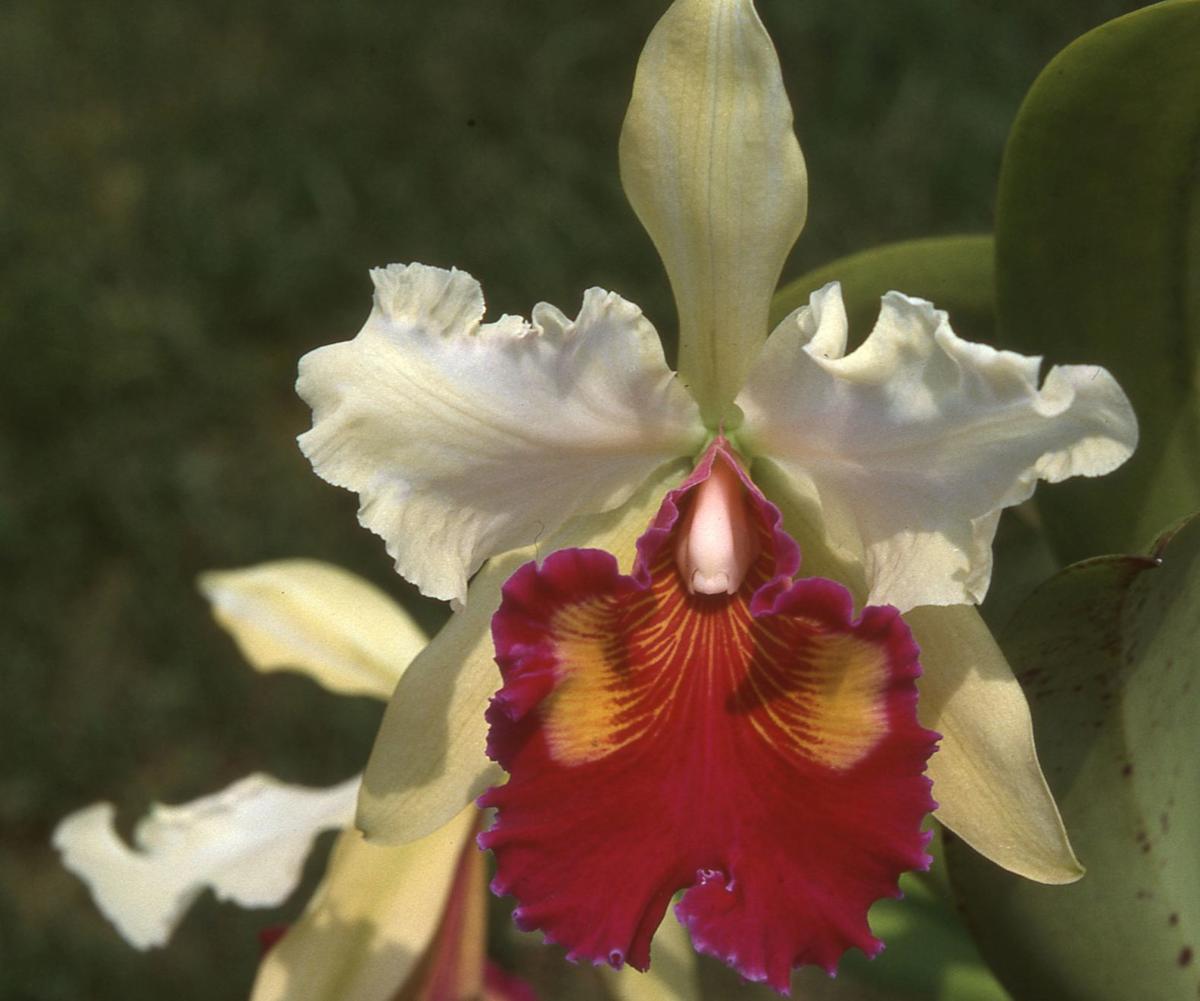 cattleya figure