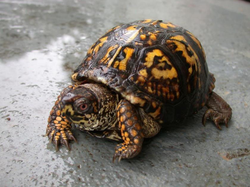 Indiana working to preserve turtles Outdoors