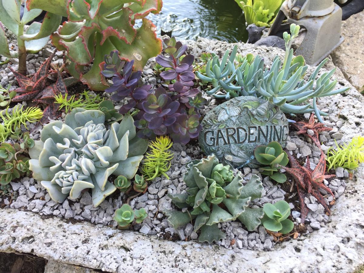 Start Low Maintenance Succulents Now To Winter Later Life Kpcnews Com