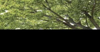 Maple Tree Seeds Drop In Abundance Kpcnews Kpcnews Com