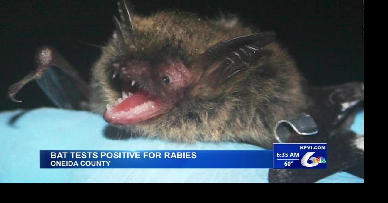 A Bat Has Tested Positive for Rabies in Oneida County | Local News ...