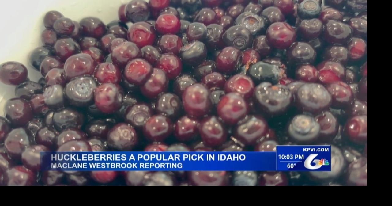 What Makes the Huckleberry So Special in Idaho?