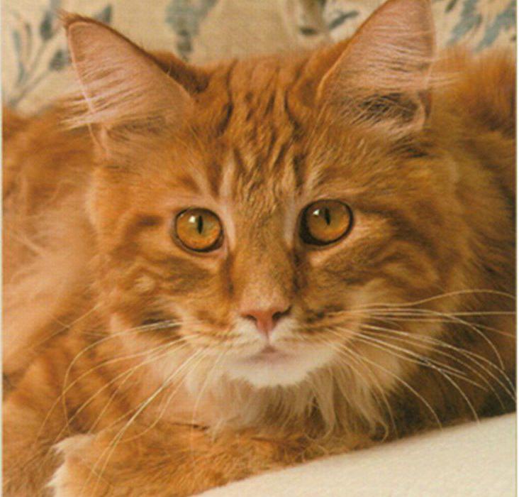 Petsmart Offers Shelter Cats Local News Kpvi Com
