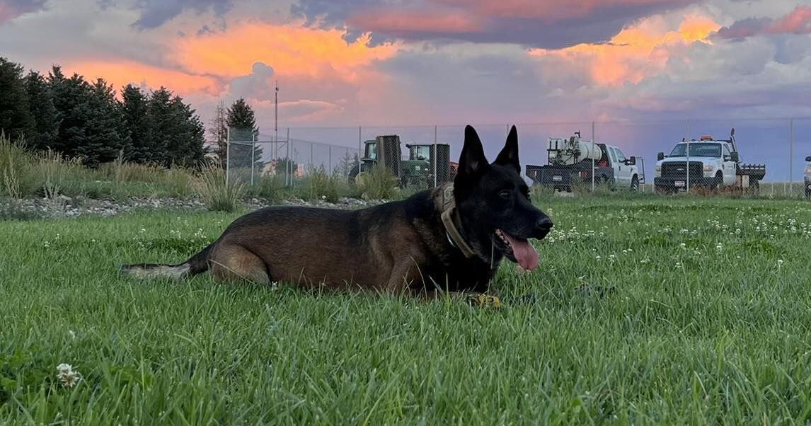 Bingham County Sheriff's Office Loses K9 Deputy Local News