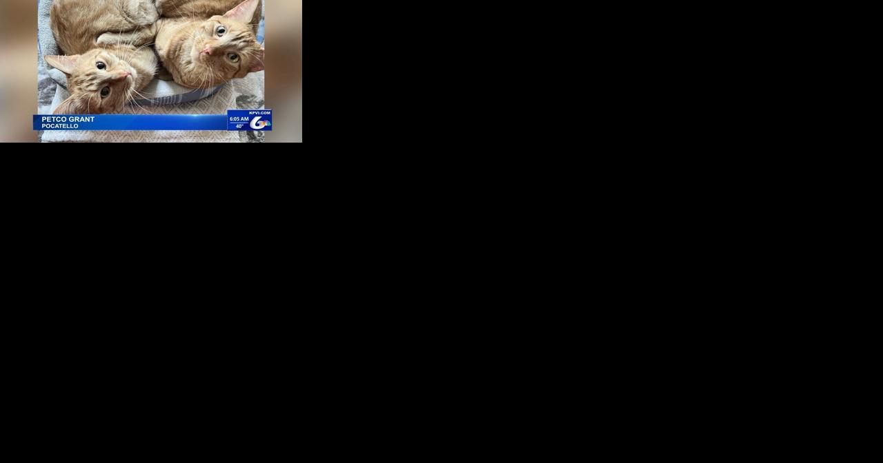 Petco Providing Free Vaccines - Vimarsana News