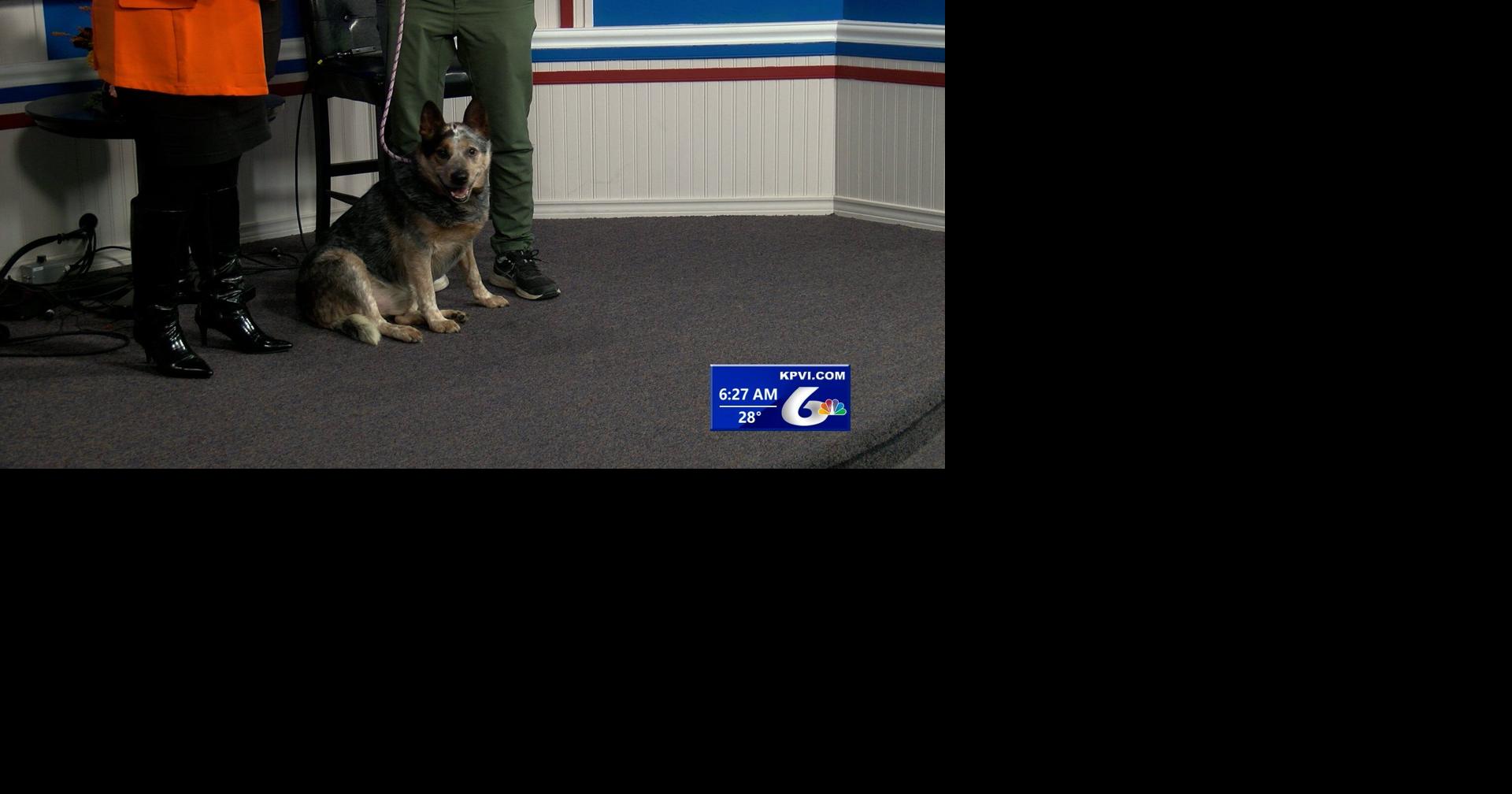 Tail-Wagger Wednesday with the Pocatello Animal Shelter | Local News ...