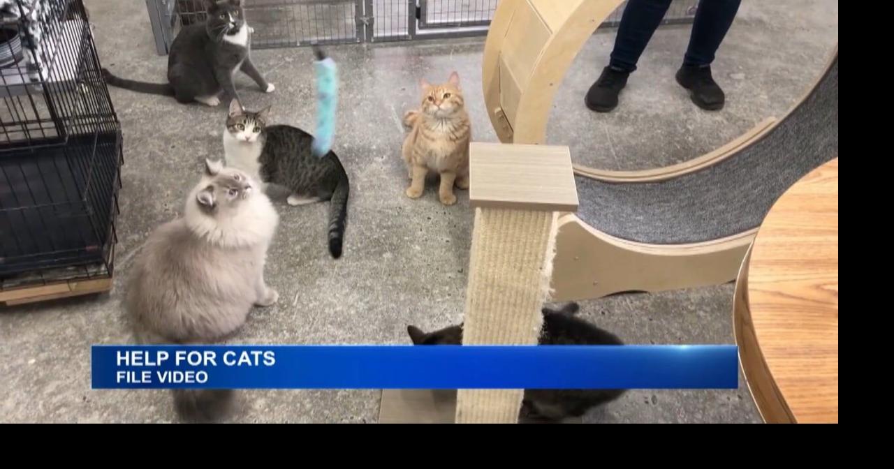 Local Cat Rescue Asking for Public's Help | News | kpvi.com