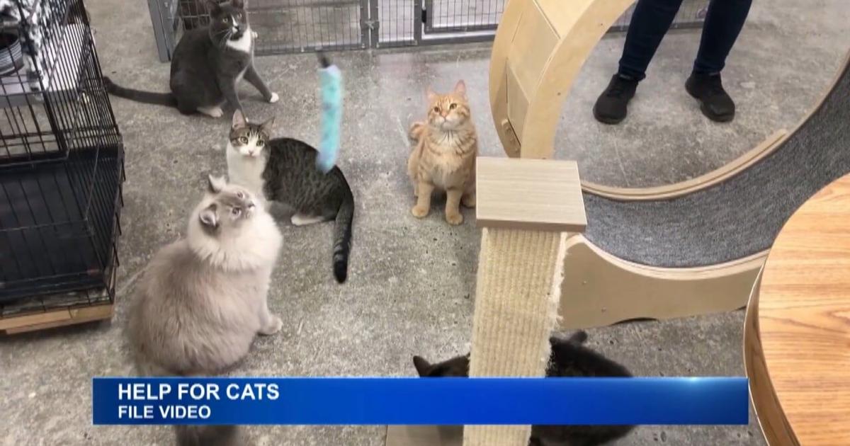 Kitten Rescue Center Local Cat Rescue Asking for Public's Help | News | kpvi.com