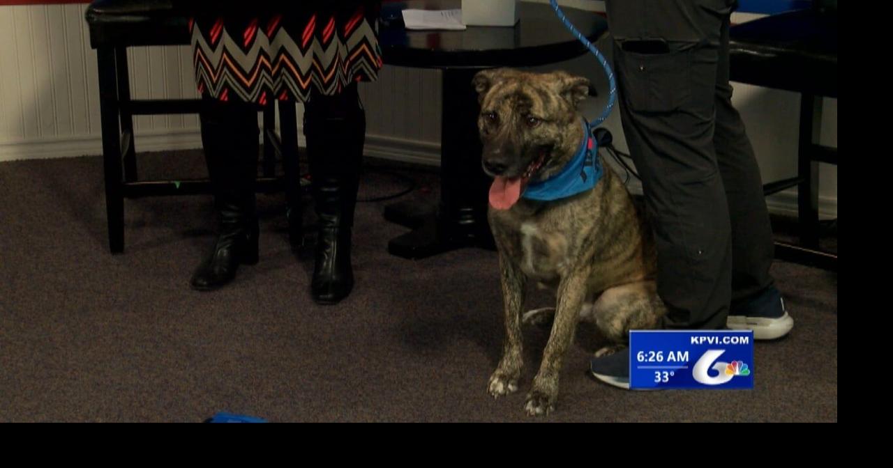Meet Finn On Tail-Wagger Wednesday | | kpvi.com