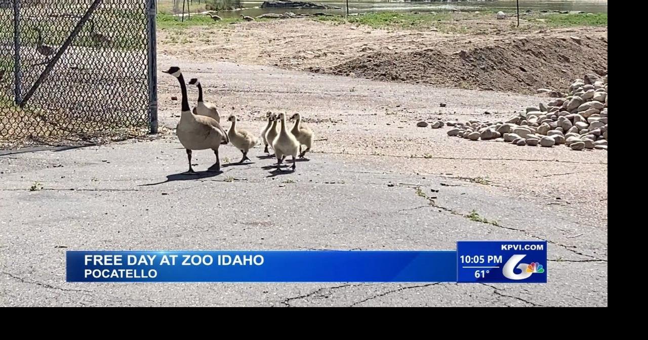 Zoo Idaho Holds Free Zoo Day Local News
