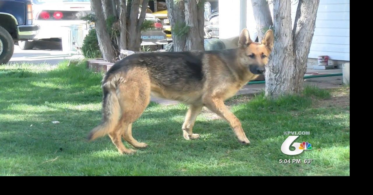 Dog Saves Owner From House Fire | Local News | kpvi.com